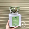 BỘ CHÉN SỨ 2 CÁI HOA VĂN KÈM HỘP TRẮNG - CT 282