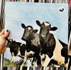 Pink Floyd – Atom Heart Mother