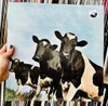 vinyl Pink Floyd - Atom Heart Mother  (180G/GATEFOLD/2016 VERSION)