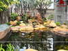 HỒ CÁ KOI SÂN VƯỜN -ĐÁ CUỘI THẠCH ANH