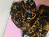 a bathing ape mcm コラボ　パンツ　短いパンツ
