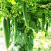 hat-giong-muop-huong-xanh-trai-dai-lai-f1-rado-32