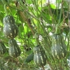 hat-giong-bi-hat-dau-tn43