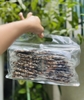 Rong biển kẹp hạt-500gr