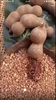 Me cay lắc muối tôm - 300gr - 500gr