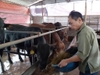 Ngành chăn nuôi tìm cách bắt nhịp với công nghệ.