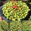 Đậu Hà Lan Tỏi Ớt VIETTIN MART 1KG