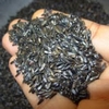 HẠT NIGER Cho HAMSTER (500gram) | Viettin Mart