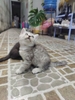 meo-anh-long-ngan-sh00001