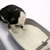 cat-san-ohmyboss-tu-nhien-cho-meo-2-5kg