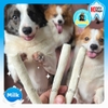 DOGGYMAN Que gặm da bò dai
