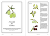 Magazine F: No.22 OLIVE