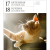 Cat Page-A-Day® Gallery Calendar 2026: A Delightful Gallery of Cats for Your Desktop - Workman Calendars