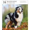 Dog Page-A-Day® Gallery Calendar 2026: An Elegant Canine Celebration - Workman Calendars