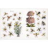 The Bees, Birds & Butterflies Sticker Anthology: With More Than 1,000 Vintage Stickers - D.K. Publishing