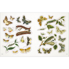 The Bees, Birds & Butterflies Sticker Anthology: With More Than 1,000 Vintage Stickers - D.K. Publishing