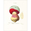 Mushroom Postcards - PIE International