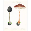 Mushroom Postcards - PIE International