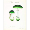 Mushroom Postcards - PIE International