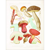 Mushroom Postcards - PIE International