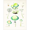 Mushroom Postcards - PIE International