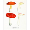 Mushroom Postcards - PIE International