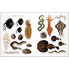 The Seashore Sticker Anthology - D.K. Publishing