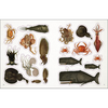 The Seashore Sticker Anthology - D.K. Publishing