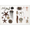 The Seashore Sticker Anthology - D.K. Publishing