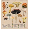 Photo Stickers Book of Mushrooms & Toadstools