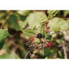 Magazine F: No.10 BERRY