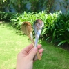 Muỗng inox cao cấp mạ vàng bạc sang trọng