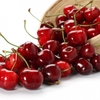 Cherry đỏ Mỹ Size vừa 9.5 (Hộp 0.5Kg)