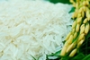 Giá lúa gạo hôm nay 16/9: Cuối vụ Hè thu giá lúa ổn định