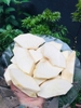 Sake chiên sẵn