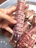 Bề Bề Hấp Sơ Size ĐẠI
