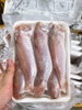 Cá Hồng Phèn Một Nắng