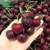 Cherry Nhập Khẩu – Trái Đỏ Mọng, Giòn Ngọt Tự Nhiên