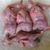 Chim Cút thịt loại to - Khay 10 con (700-900g/khay)