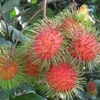 Chôm chôm Thái