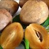Hồng Xiêm Miền Tây
