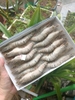 Tôm Sú Biển Xuất Khẩu