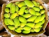 Xoài bao tử