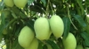 Xoài bao tử