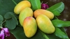 Xoài tứ quý