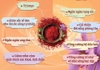 Nhụy Hoa Nghệ Tây Saffron Salam 1g