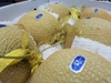 Dưa Lưới Fuji Giống Nhật
