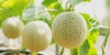 Dưa Lưới Fuji Giống Nhật