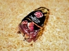 Đùi Heo Muối Mini Pont Jamon Curado 1 Kg