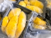 Sầu riêng Musang King Malaysia